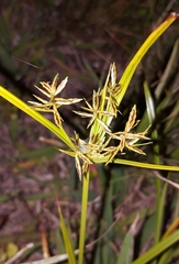 Cyperus sphacelatus