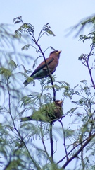 Eurystomus glaucurus