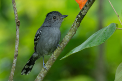 Thamnophilus caerulescens
