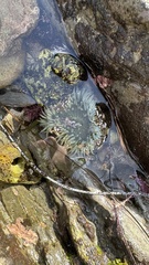Anthopleura