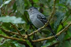 Thamnophilus caerulescens