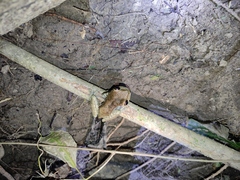 Trachycephalus typhonius