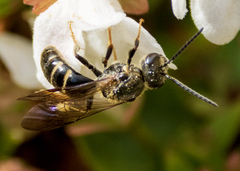 Lasioglossum fuscipenne