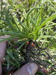 Encelia stenophylla