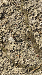 Camponotus cruentatus