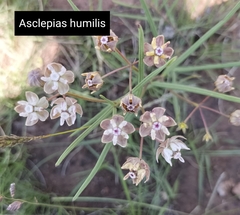 Asclepias humilis