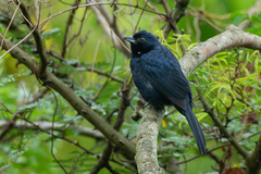 Tachyphonus coronatus