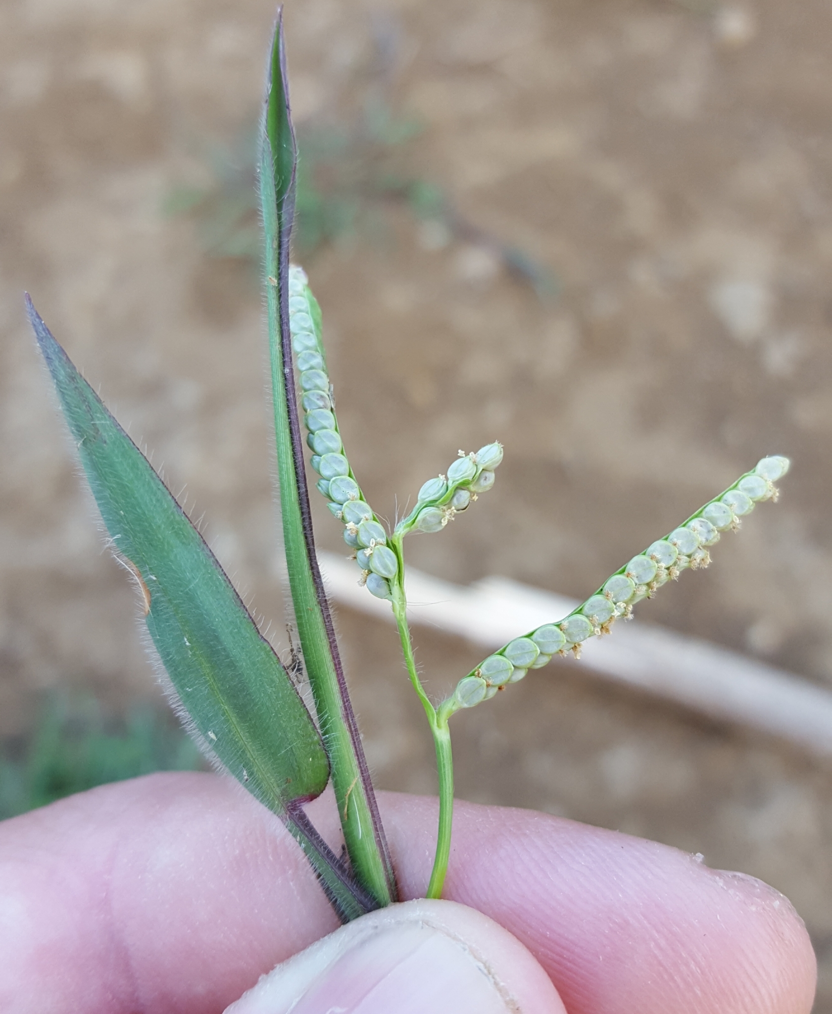 (c) François Rousseu, certains droits réservés (CC BY-NC) https://www.inaturalist.org/observations/140786974
