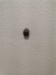 Ixodidae