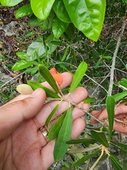 Morisonia ferruginea