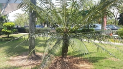 Cycas rumphii
