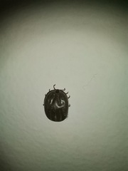 Ixodidae
