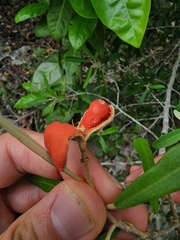 Morisonia ferruginea