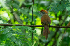 Synallaxis ruficapilla