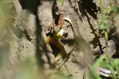 Psammophis orientalis