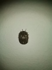 Ixodidae