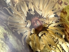 Anthopleura michaelseni