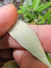 Morisonia ferruginea