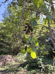 Nothofagus obliqua