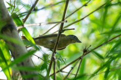 Pachyramphus validus