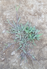 Paspalum scrobiculatum