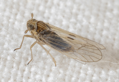 Metadelphax propinqua