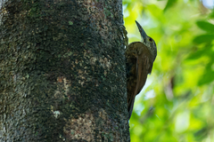 Xiphocolaptes albicollis