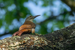 Xiphocolaptes albicollis