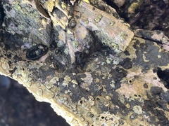 Balanomorpha