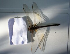Anax ephippiger