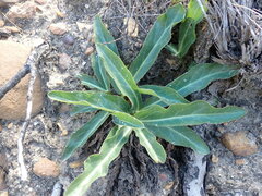 Lichtensteinia trifida