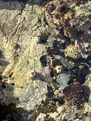 Balanomorpha