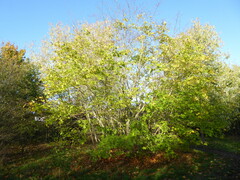 Acer pictum