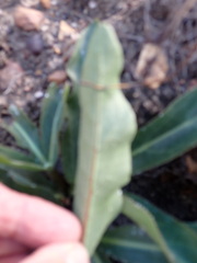Lichtensteinia trifida