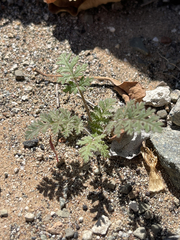 Erodium cicutarium