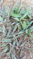 Paspalum scrobiculatum