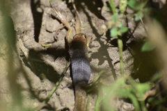 Psammophis orientalis