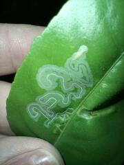 Phyllocnistis citrella