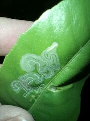 Phyllocnistis citrella