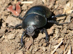 Geotrupidae