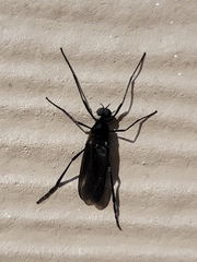Penthetria heteroptera