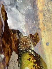 Anthopleura michaelseni