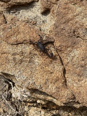 Parabuthus villosus