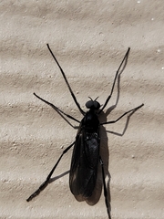 Penthetria heteroptera