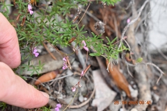 Indigofera angustifolia