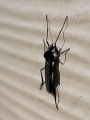 Penthetria heteroptera