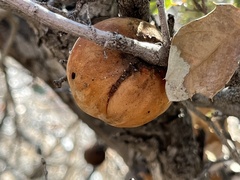 Andricus quercuscalifornicus