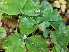 Aquilegia canadensis