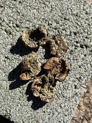 Andricus quercuscalifornicus