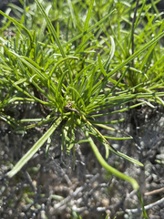 Encelia stenophylla